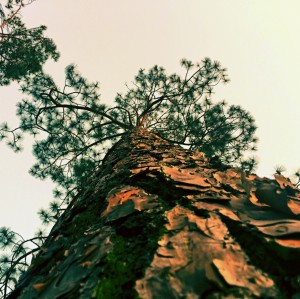 Pine   